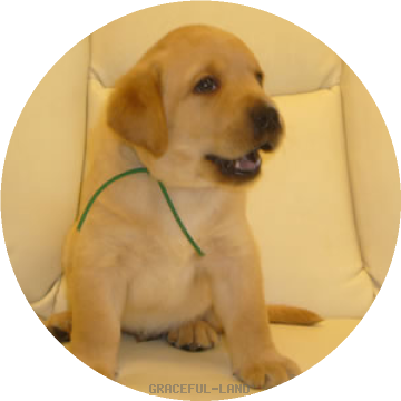 グリーン Anaya グレイスフルランド ラブラドールレトリバーといっしょに暮らそう 子犬の分譲販売 交配 ブリーダー グリーン Anaya グレイスフルランド ラブラドールレトリバーといっしょに暮らそう 子犬の分譲販売 交配 ブリーダー